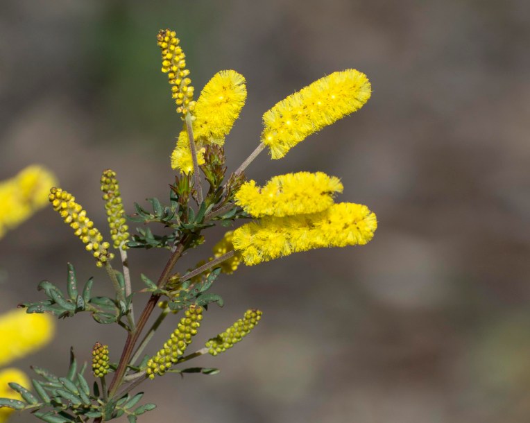 Acacia drummondii