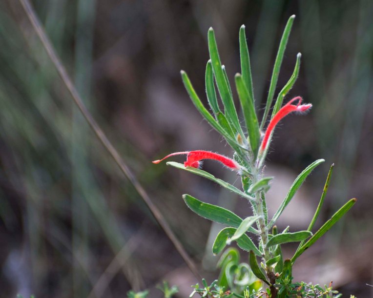 Adenanthos barbiger