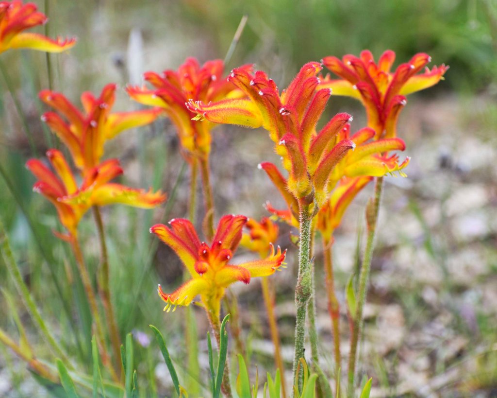 Catspaw Anigozanthos humilis