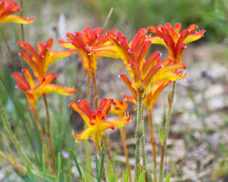Catspaw Anigozanthos humilis