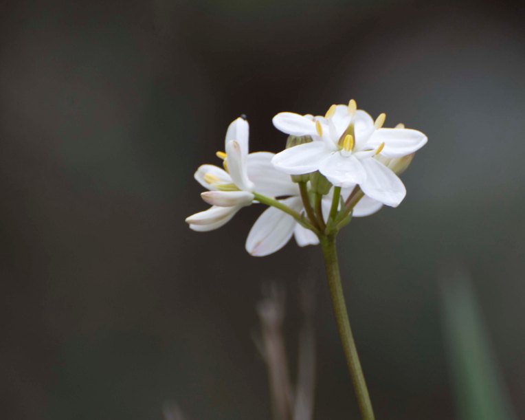 Milkmaids (Burchardia umbellata)