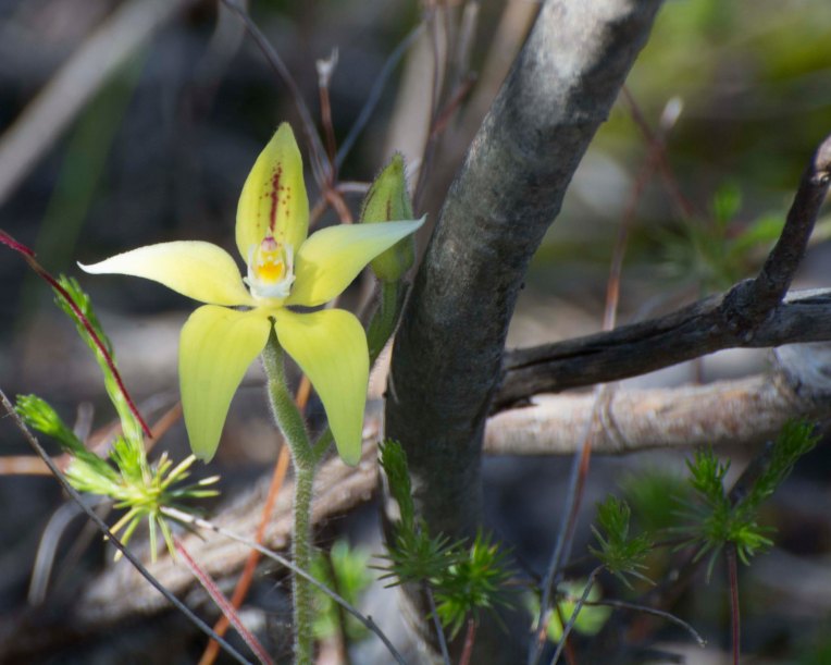 Caladenia flava