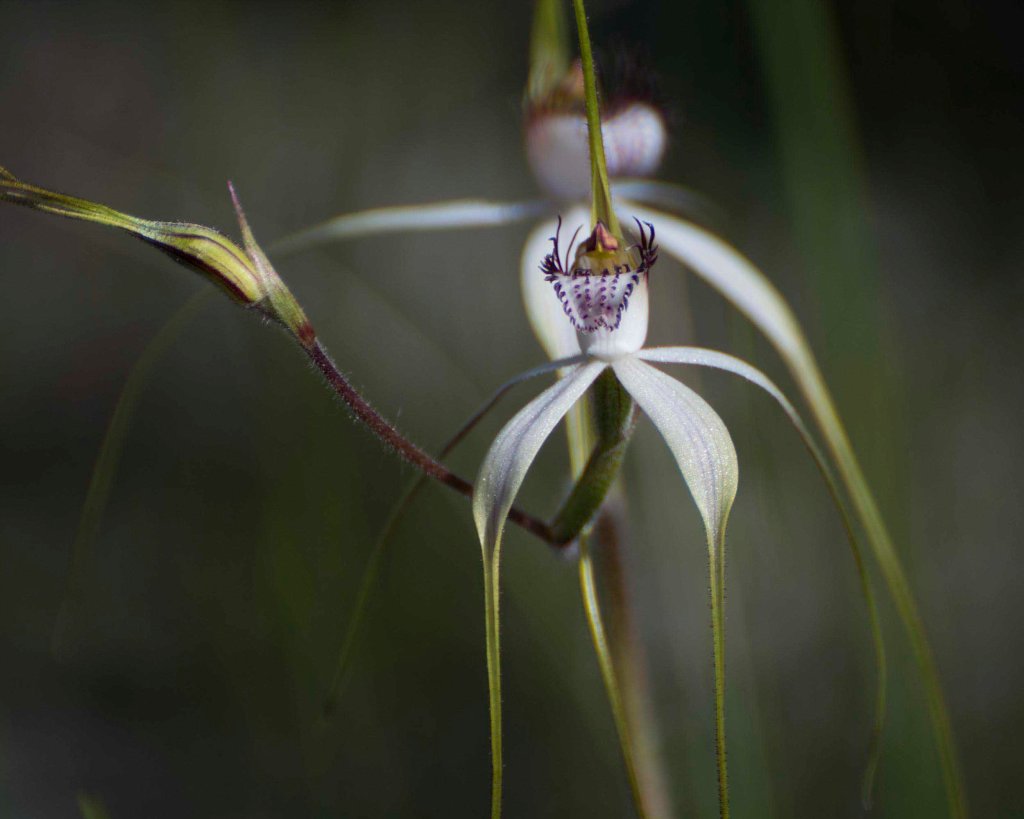 White Spider Orchid (Caladenia longicaudia)