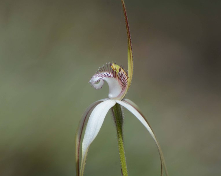 Caladenia Splendens