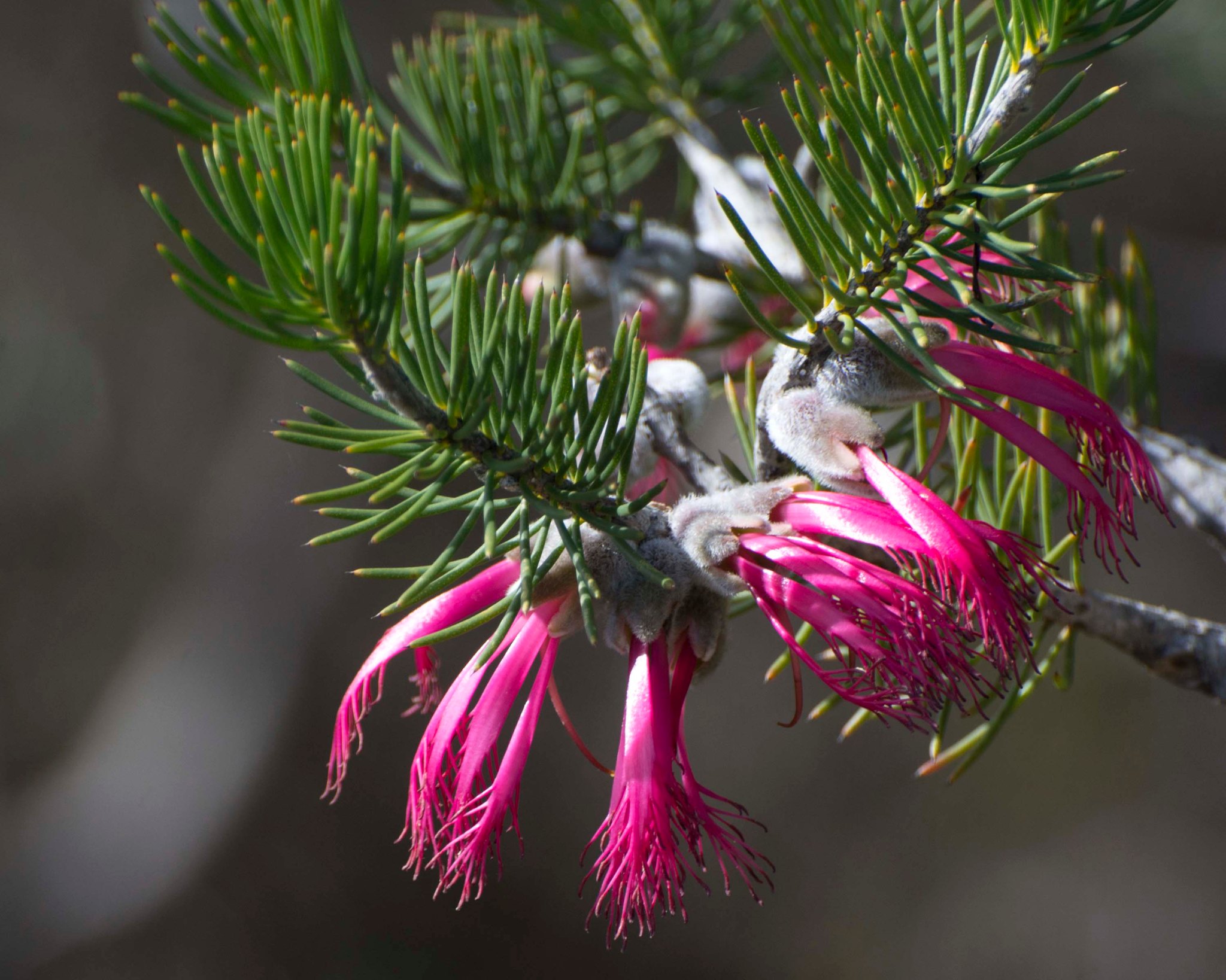 Wildflower tours – Perth Birds and Bush