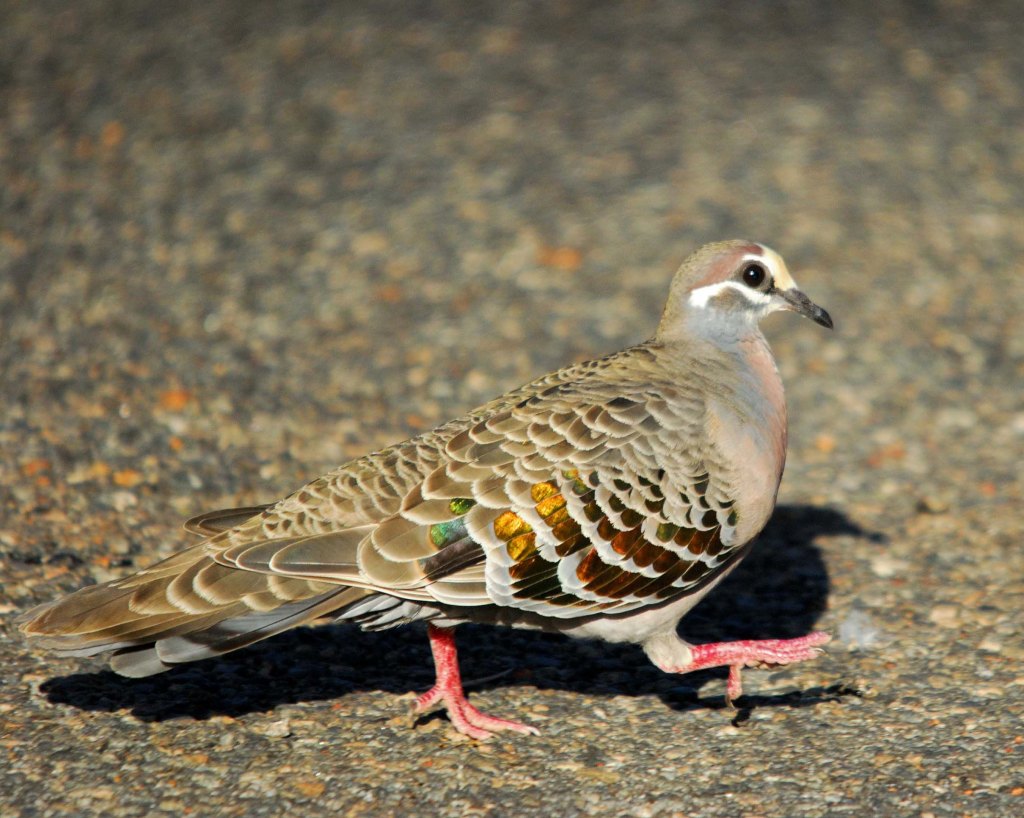 Common Bronzewing