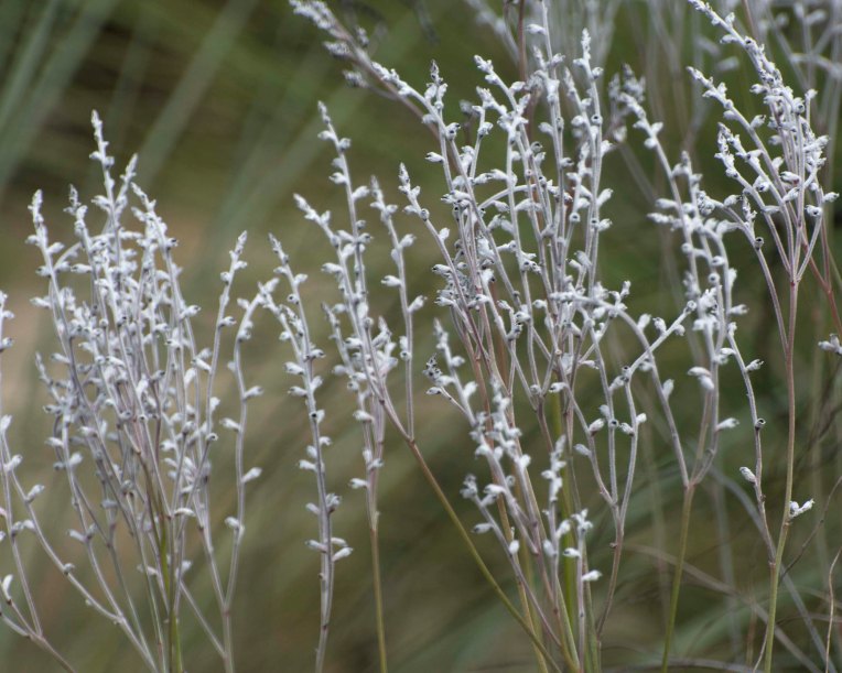Common Smokebush (Conospermum stoechadis)