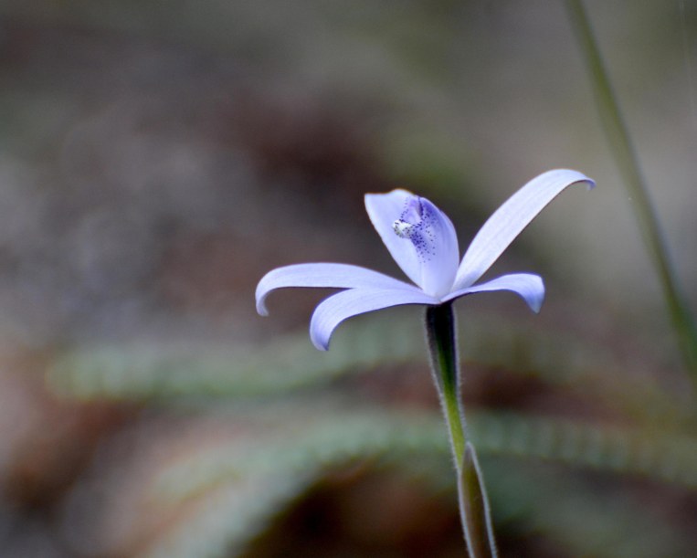Silky Blue Orchid (Cyanicula sericea) flowers in spring.