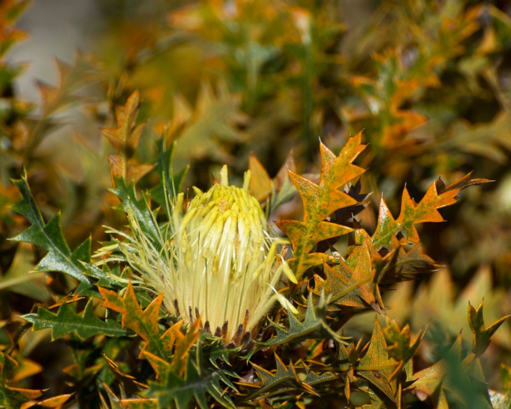 Banksia Armata