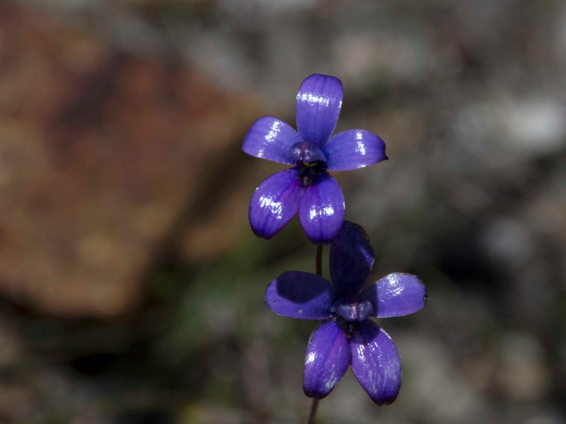 Purple Enamel Orchid (Elythranthera brunonis)