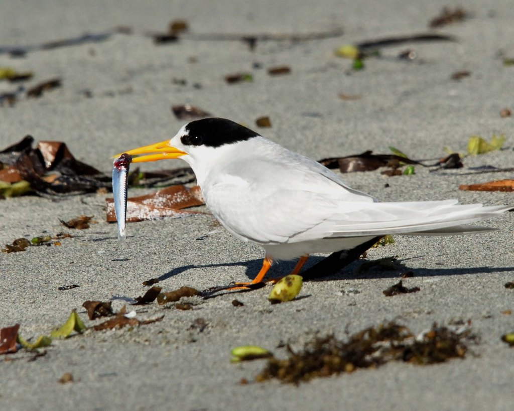 Fairy Tern