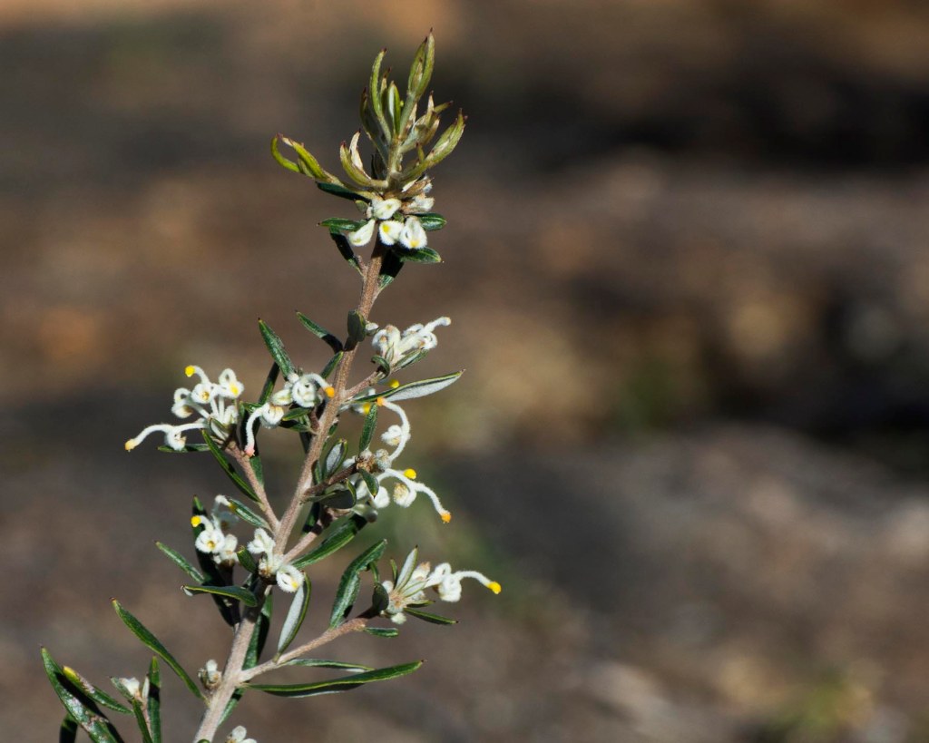 Grevillea pilulifora