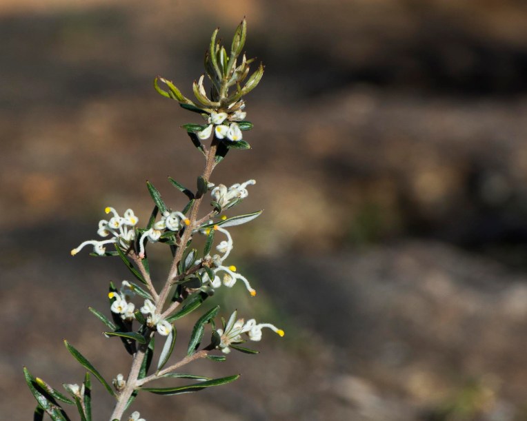 Grevillea pilulifora