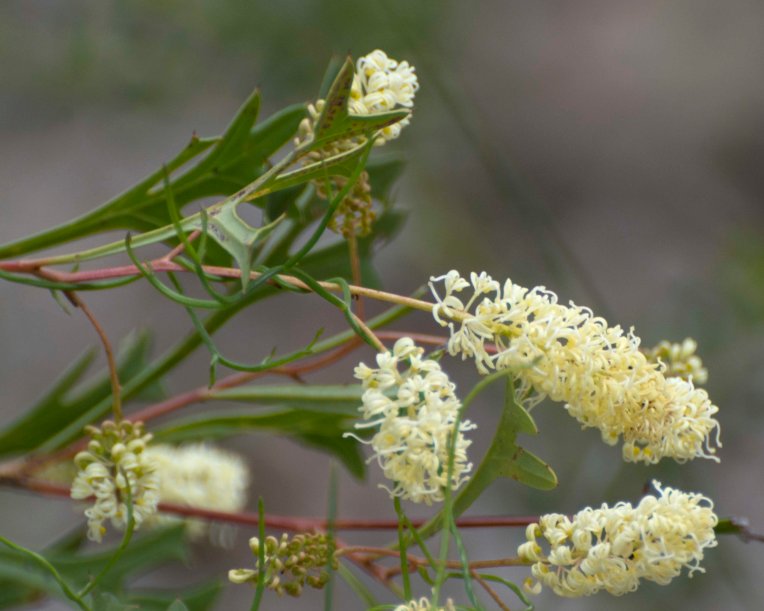Catkin Grevillea (Grevillea synapheae)