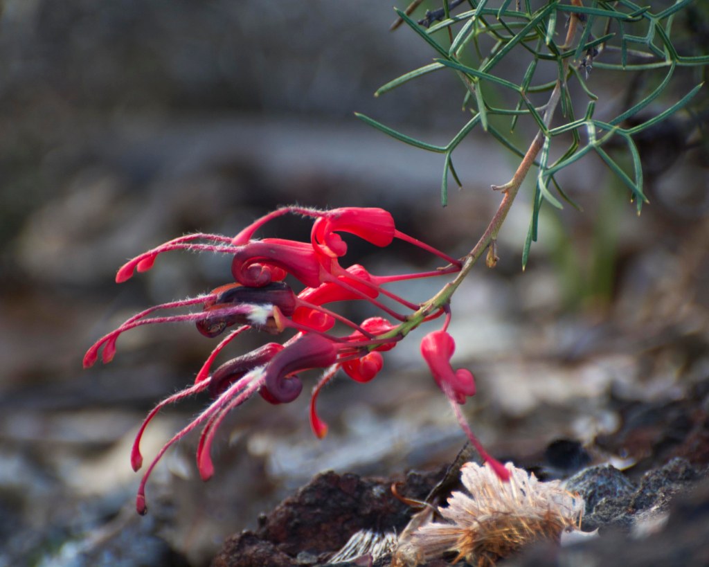 Fuschia Grevillea (Grevillea wilsonii)