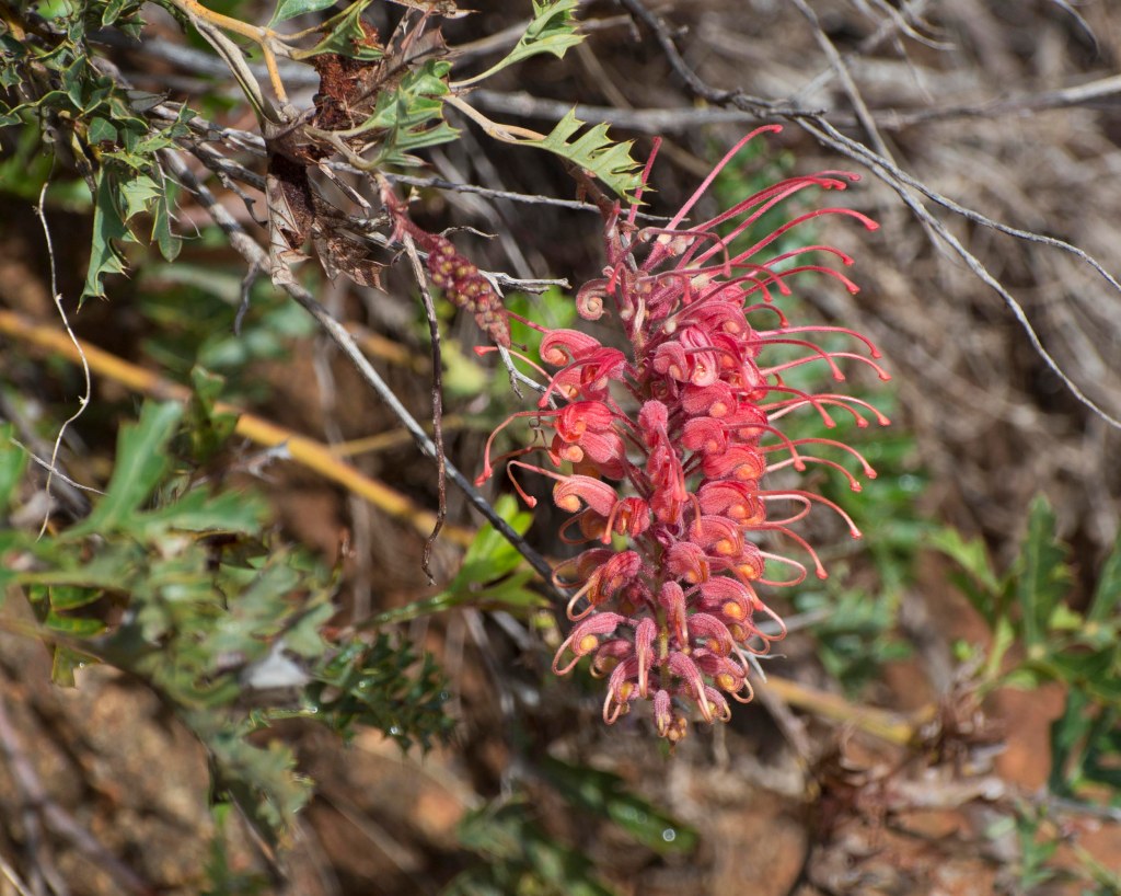 Grevillea bipinnatifida