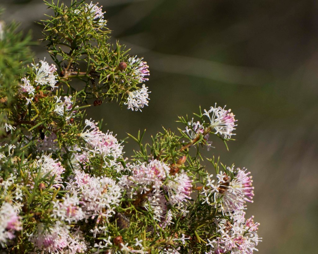 Honeybush can be seen on a wildflower tour