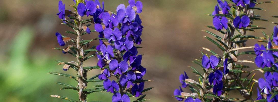 Prickly Hovea (Hovea pungens)