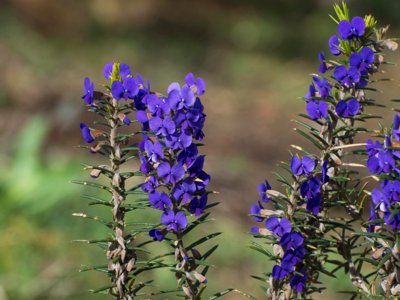 Prickly Hovea (Hovea pungens)