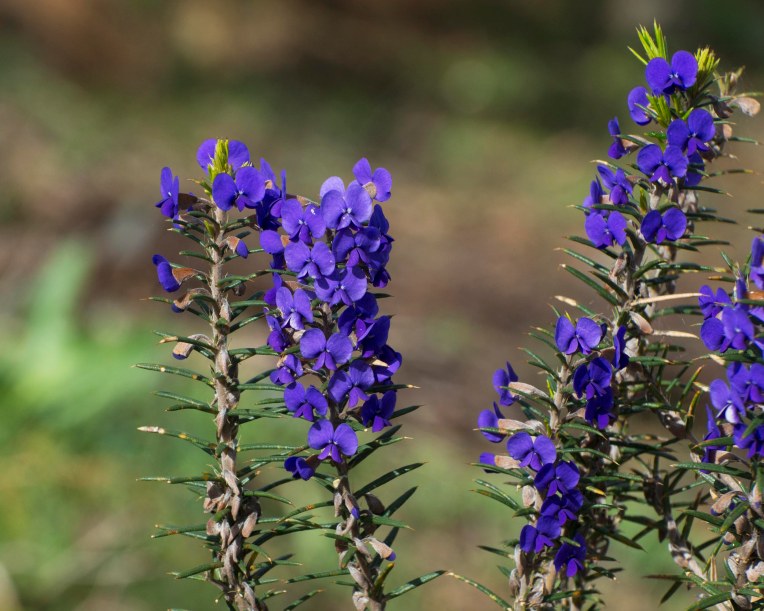 Prickly Hovea (Hovea pungens)