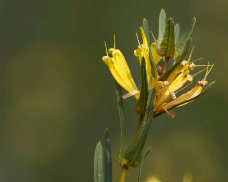 Lambertia multiflora