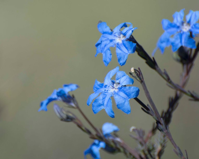 Lechenaultia biloba