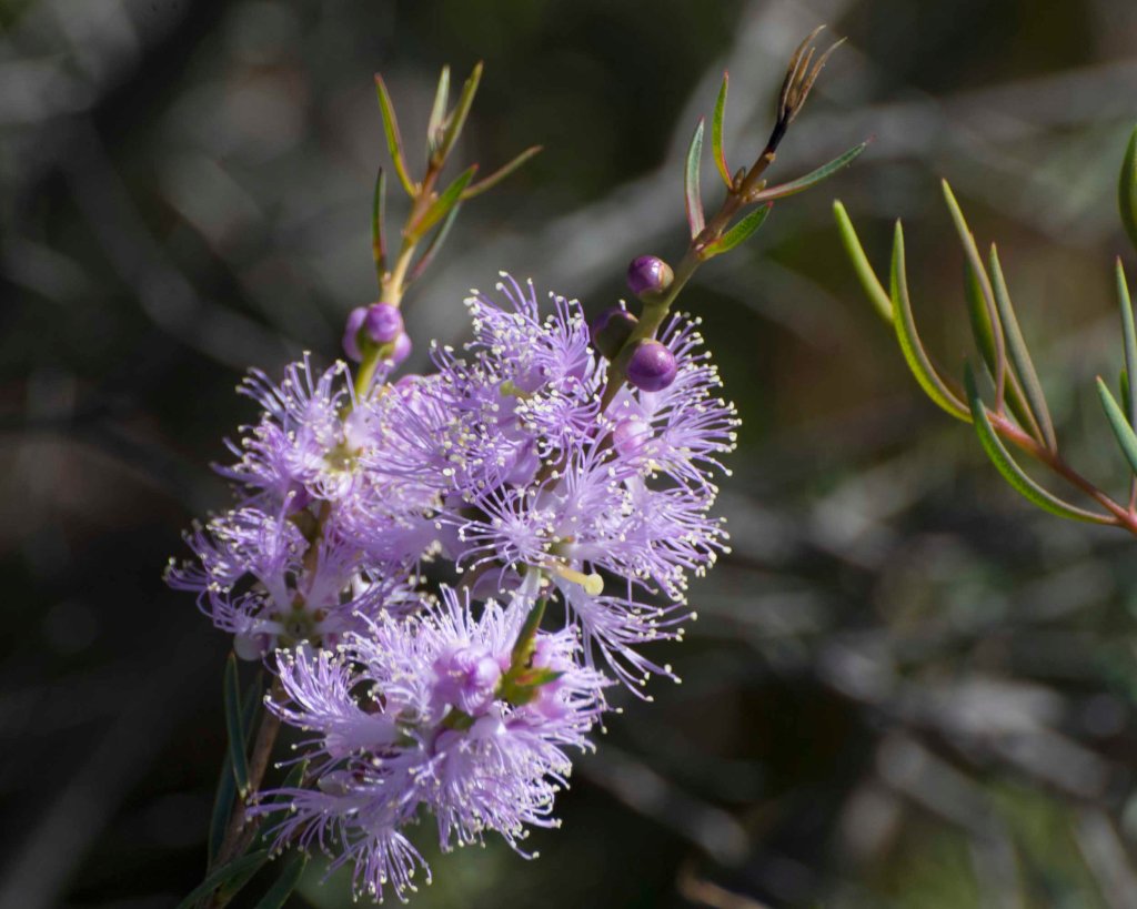 Graceful Honeymyrtle (Melaleuca radula)