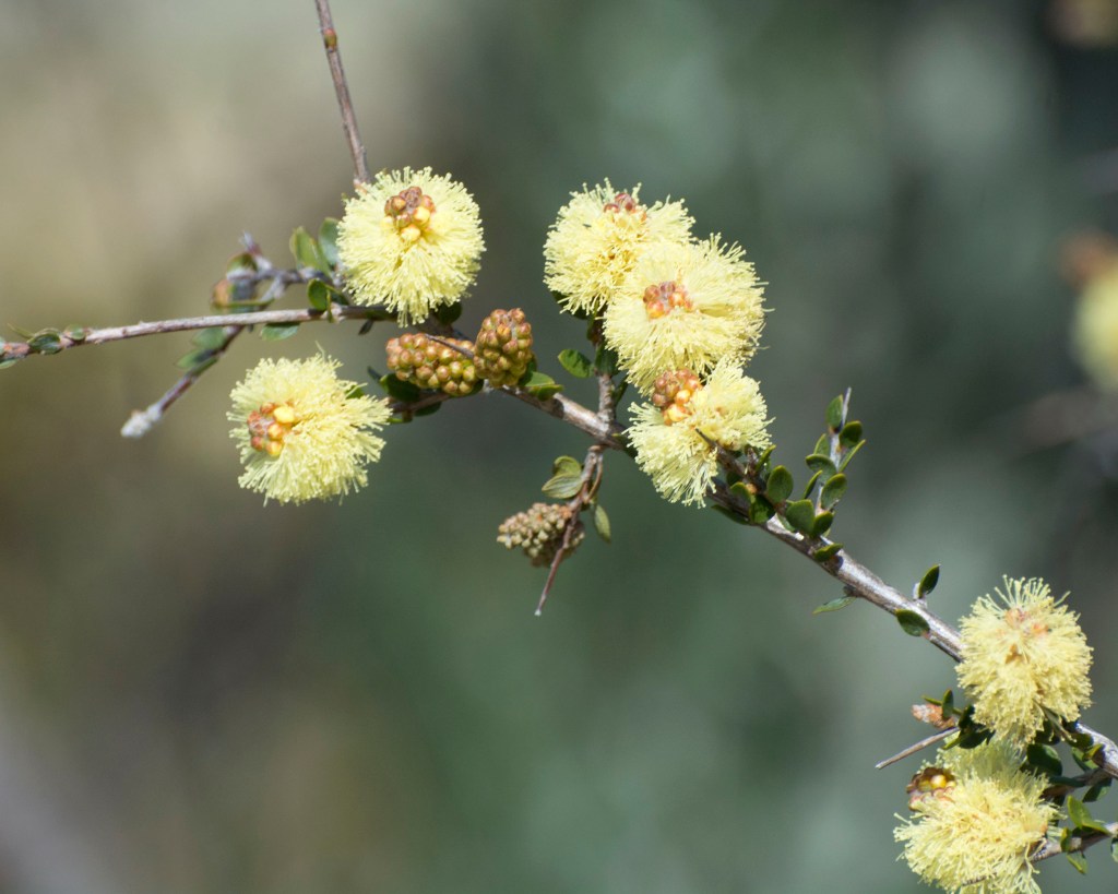 Melaleuca thymoides