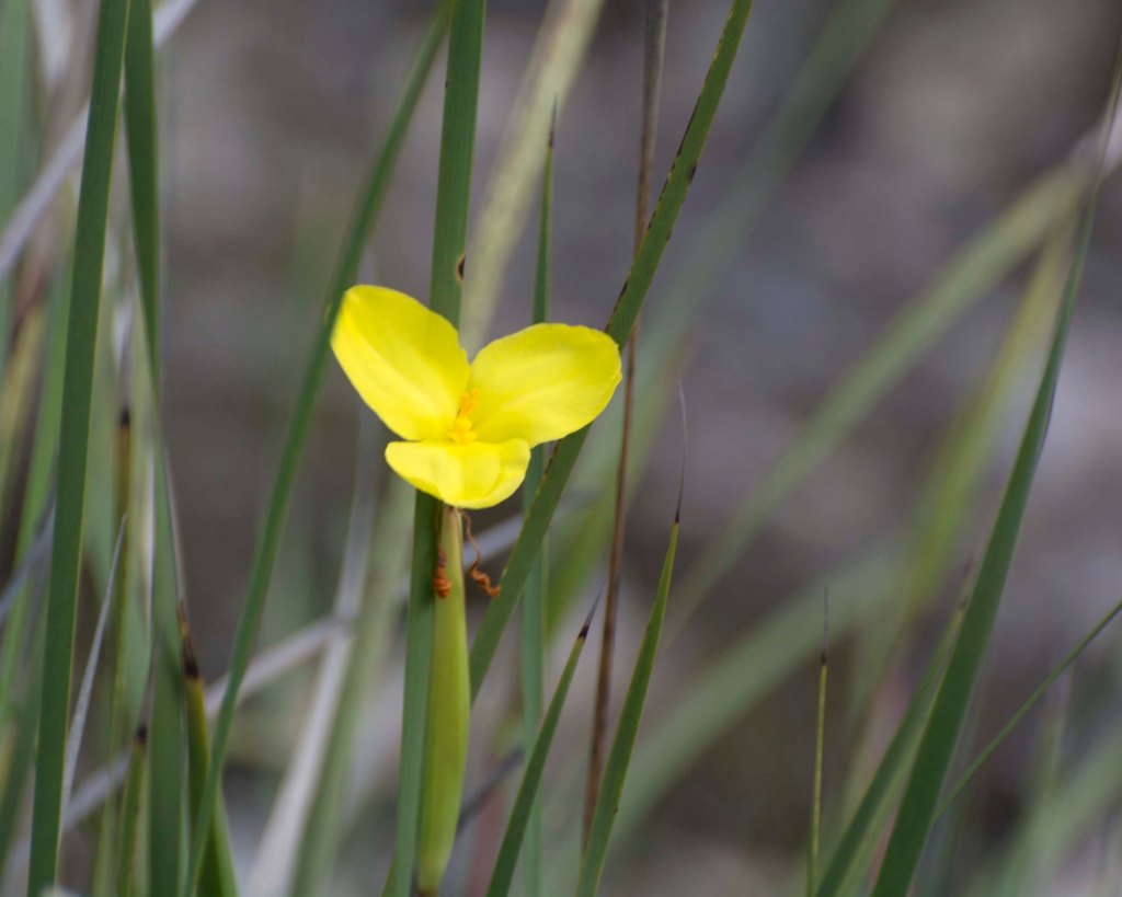 Patersonia umbrosa