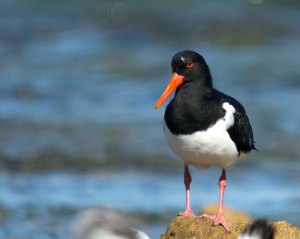 Australian Pied Oystercatcher