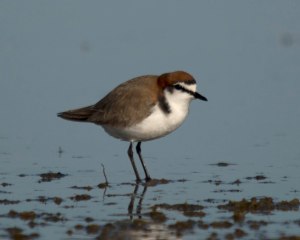 Red-capped Plover
