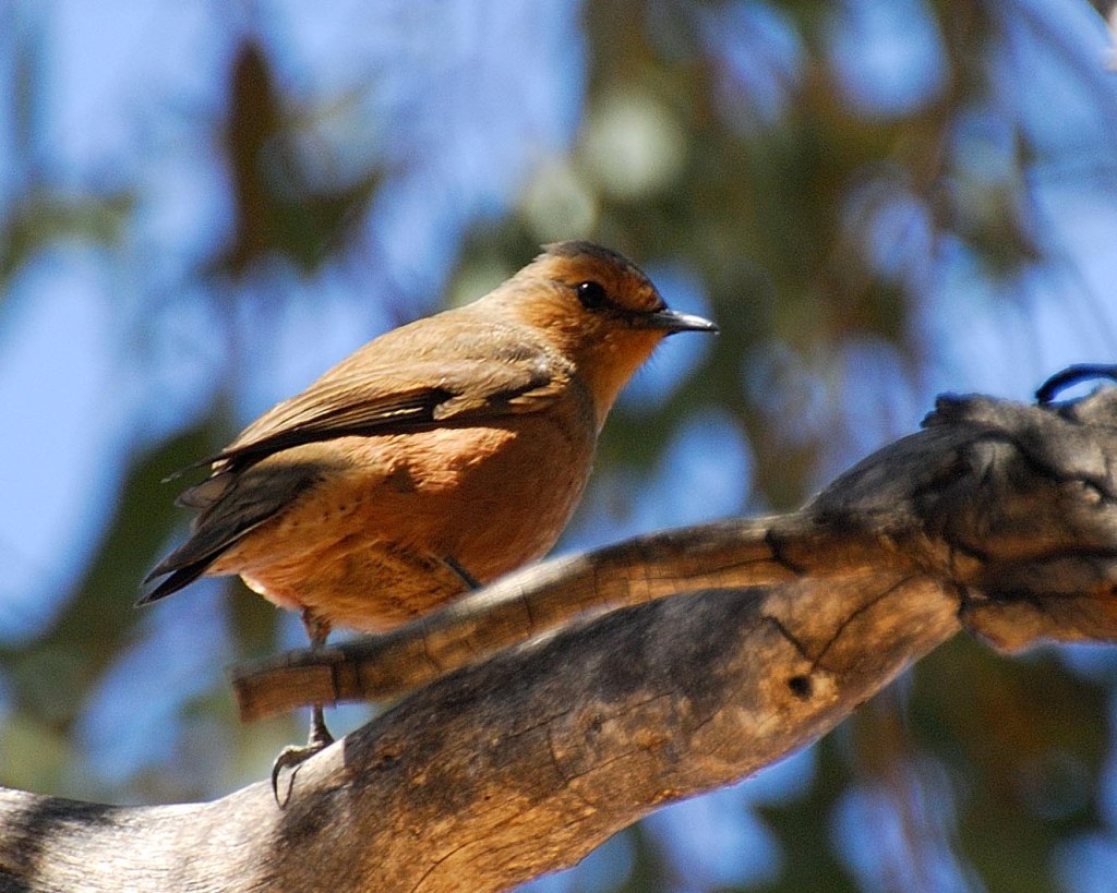 Rufous Treecreeper