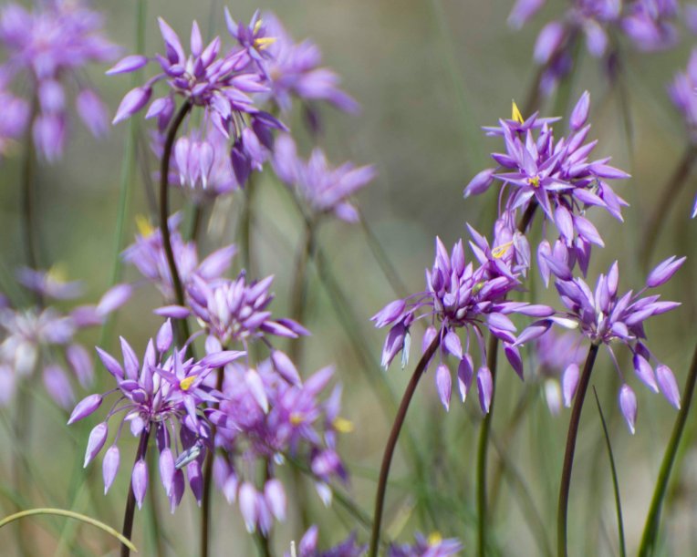Sowerbaea laxiflora