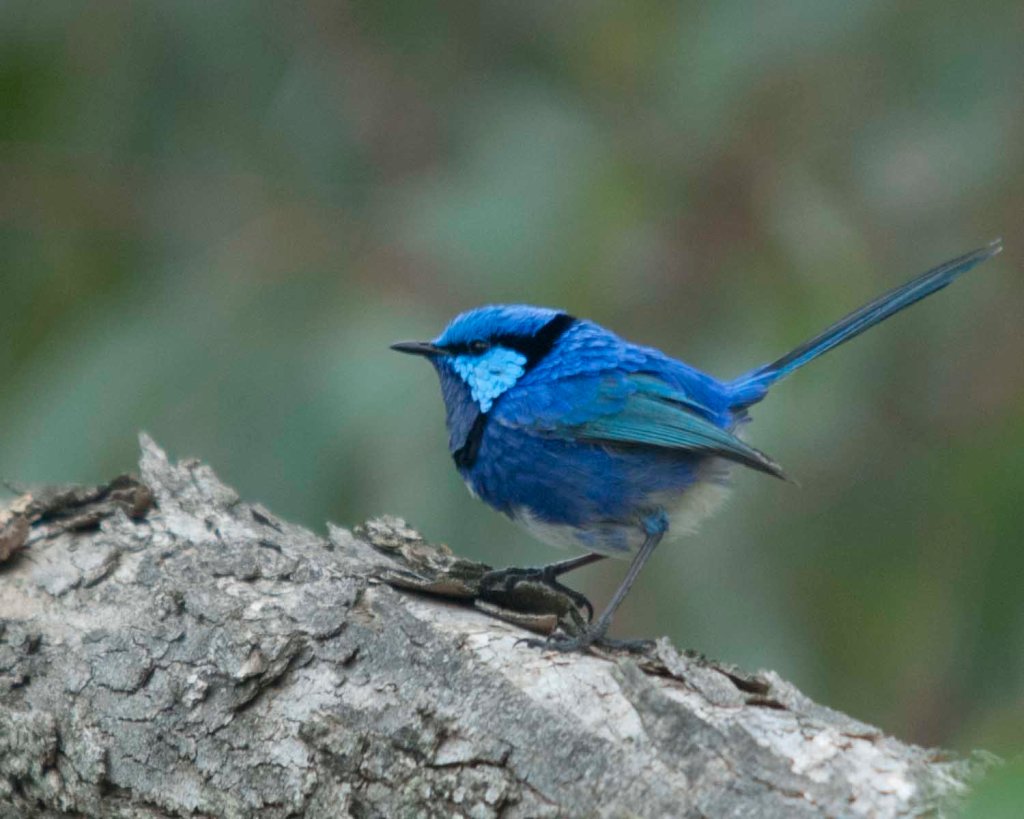 Splendid Wren