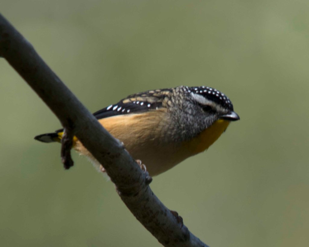 Spotted Pardalote