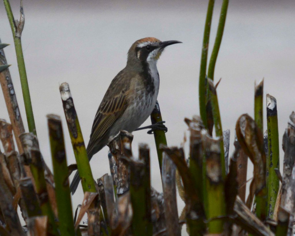 Tawny-crowned Honeyeater
