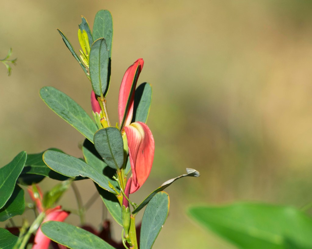Cockies Tongues (Templetonia retusa)