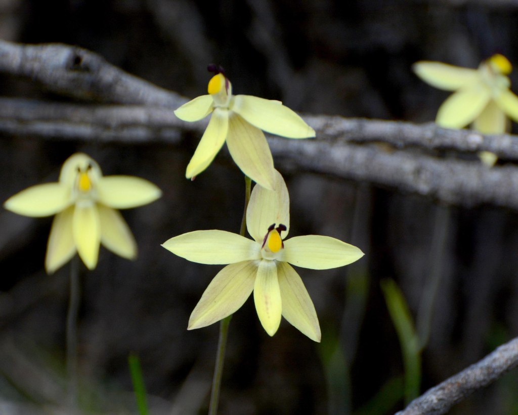 Thelymitra antennifera