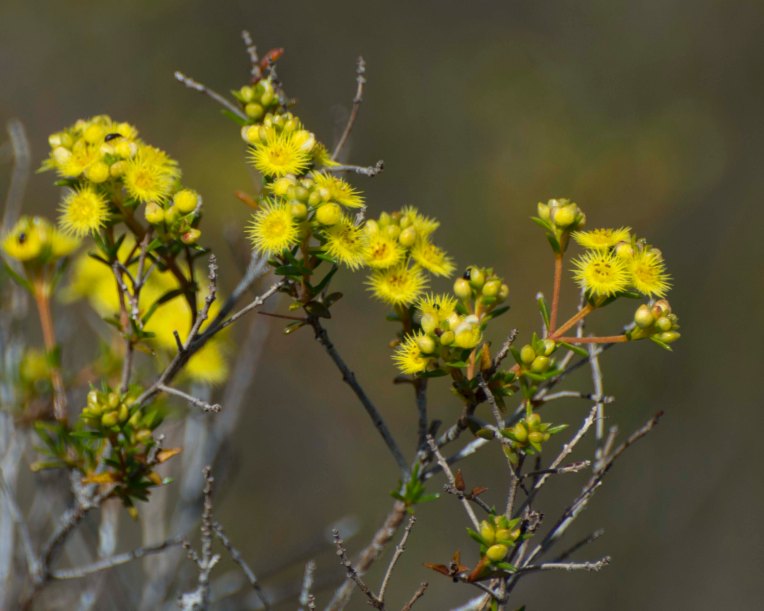 Verticordia acerosa