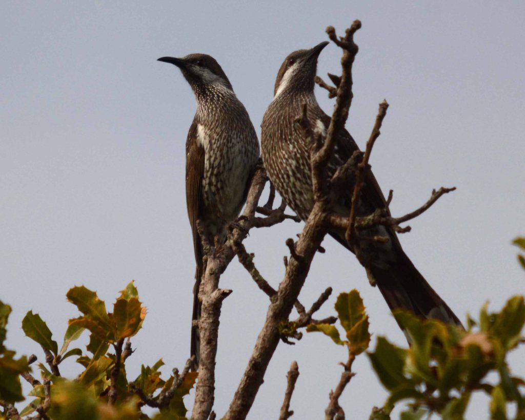 Western Wattlebird