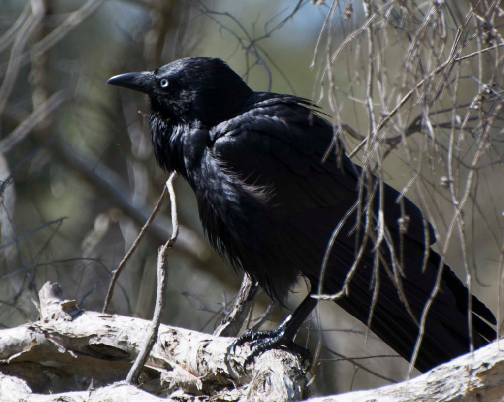 Australian Raven