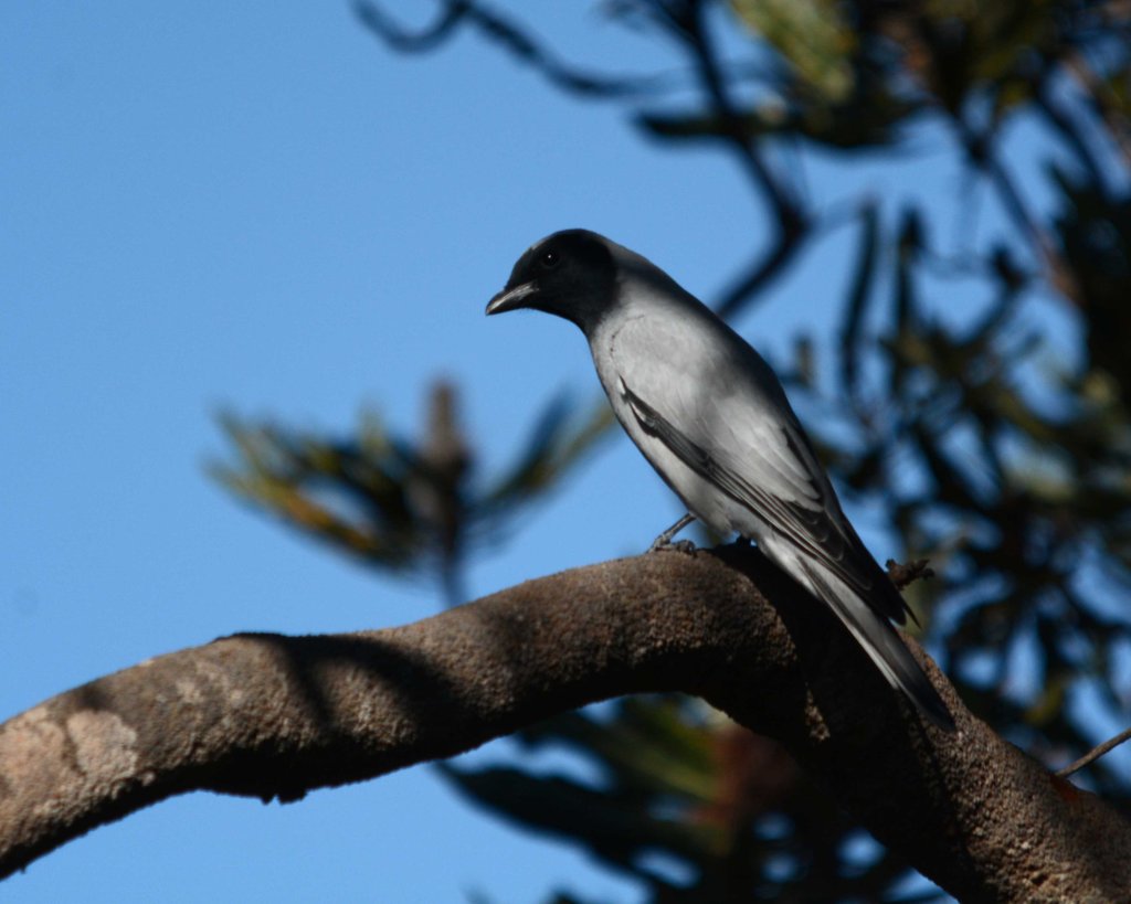 Black-faced Cuckoo-shrike