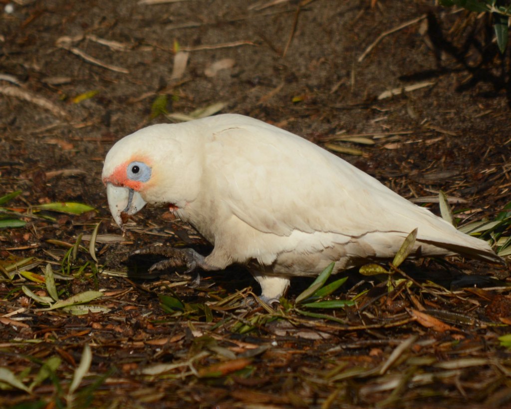 Long-billed Corella