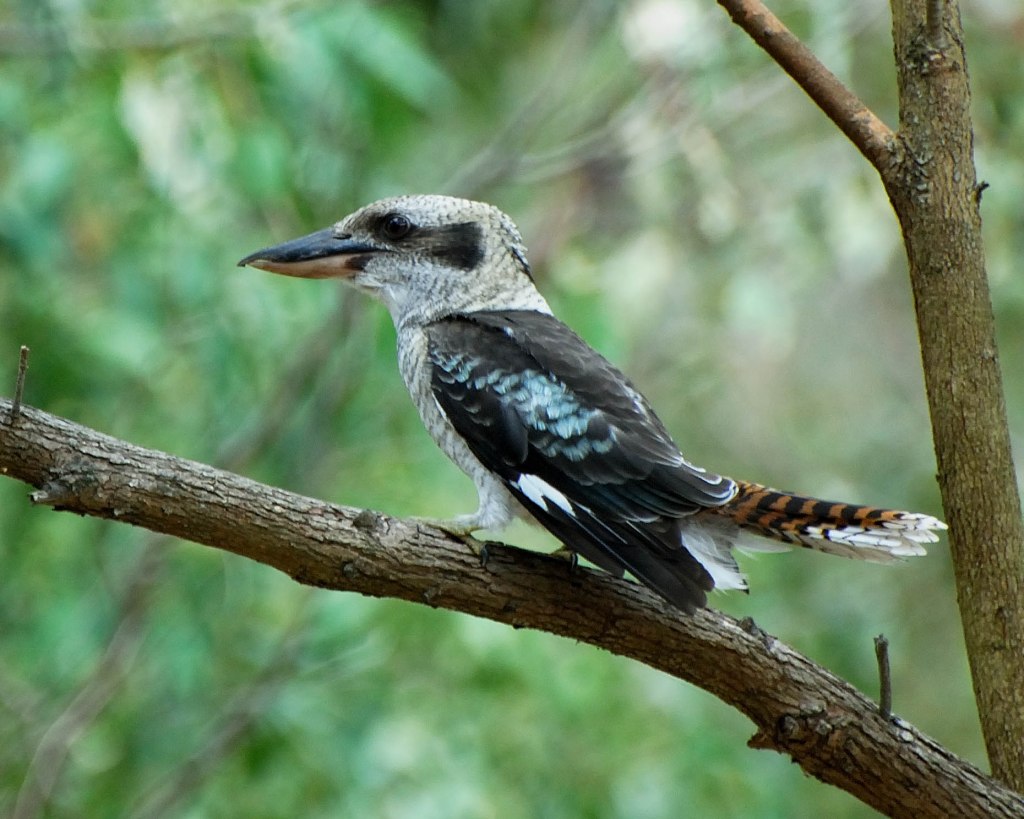 Laughing Kookaburra