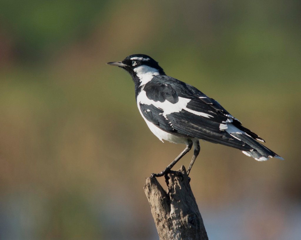 Magpie-Lark
