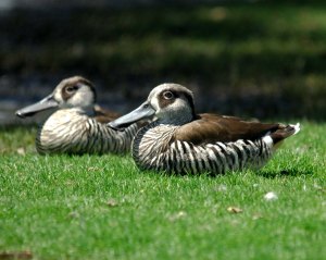 Pink-eared Duck