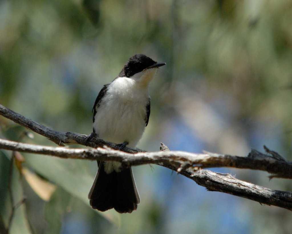 Restless Flycatcher