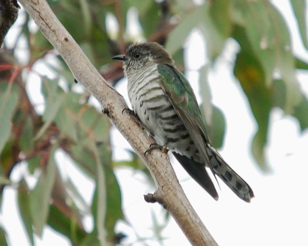Shining Bronze-Cuckoo