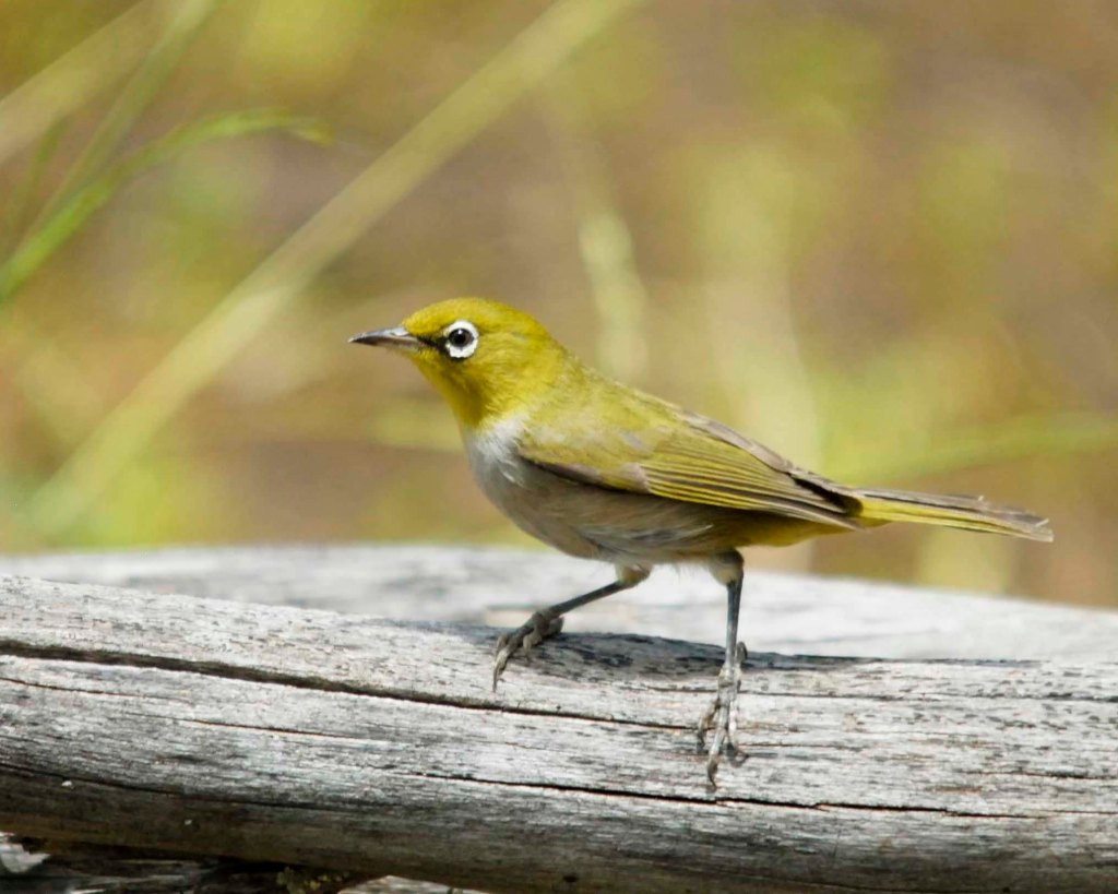 Silvereye