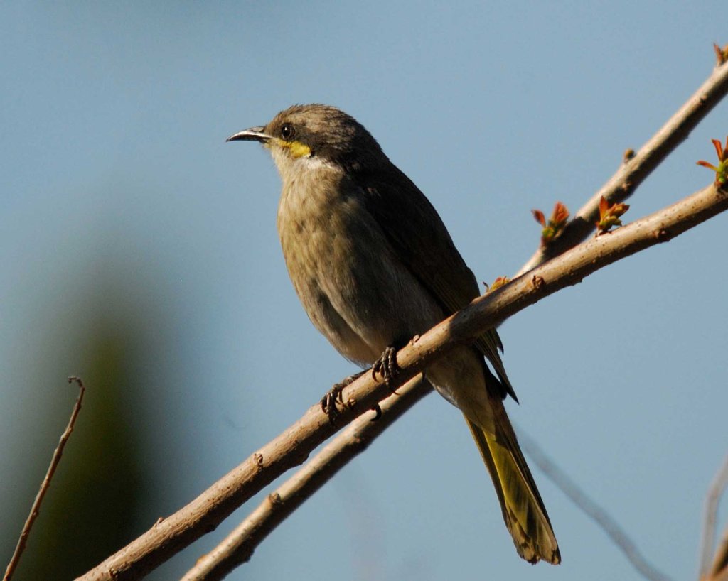 Singing Honeyeater
